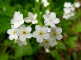 Myosotis sylvatica. Цветки (гипохромная форма). Беларусь, Гродненская обл., Новогрудский р-н, дачи НЗГА, обочина грунтовой дороги. 07.05.2014.