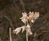 Primula macrocalyx. Прошлогоднее соплодие. Башкортостан, Белорецкий р-н, Инзерский сельсовет, долина р. Большой Инзер в р-не устья р. Сарышта, правый берег, лес. 30 апреля 2018 г.