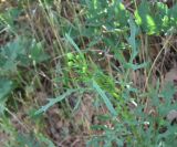 Senecio jacobaea