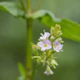 Veronica anagallis-aquatica. Соцветие. Кировская обл., г. Кирово-Чепецк, придорожная канава, подпитываемая родником. 05.07.2018.