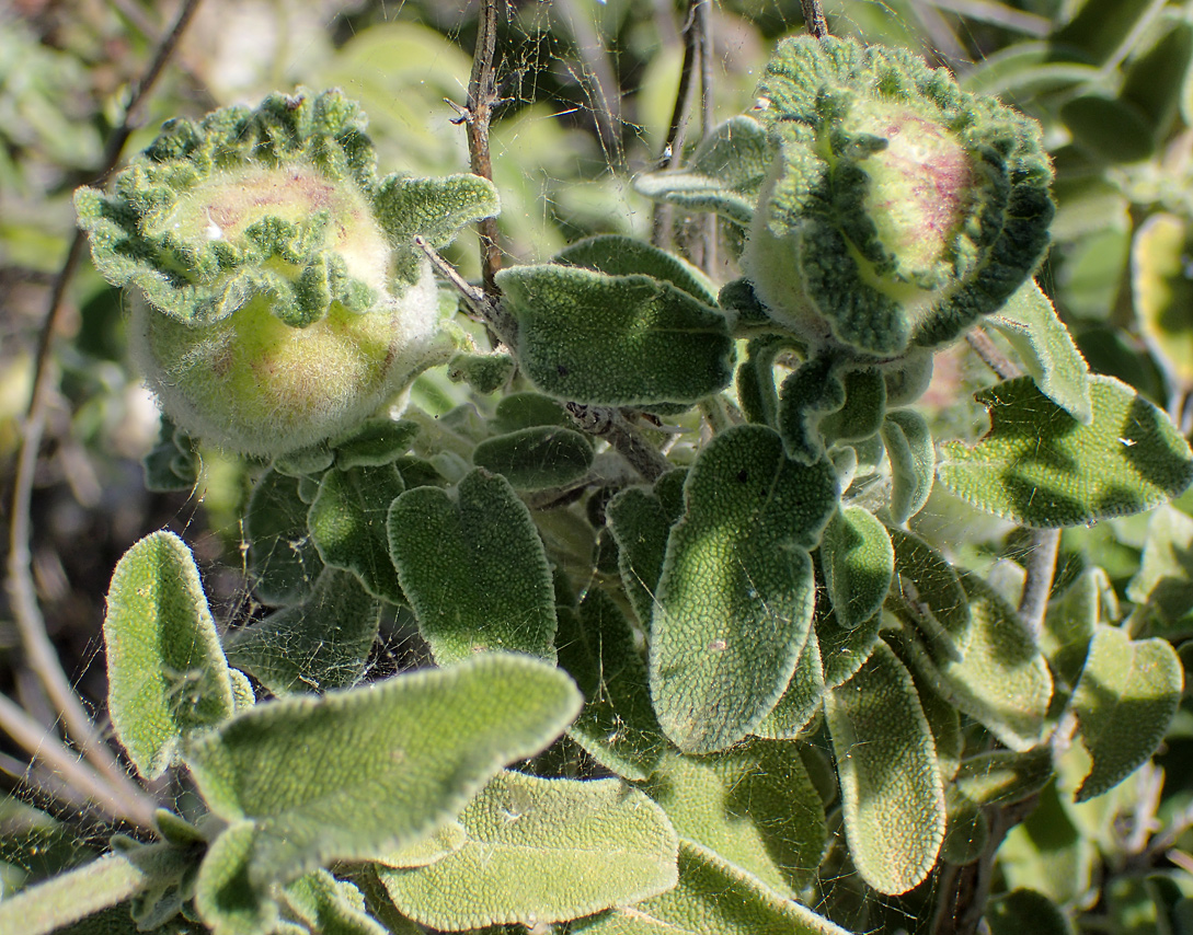 Изображение особи Salvia fruticosa.