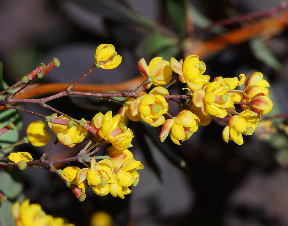 Изображение растения Berberis vulgaris f. atropurpurea.