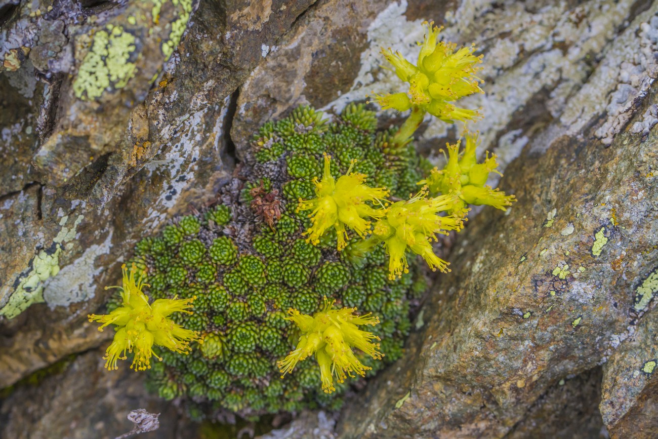 Изображение особи Saxifraga unifoveolata.