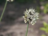 Allium ochotense