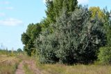 Elaeagnus angustifolia