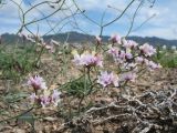 Limonium michelsonii