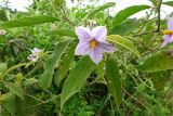 Solanum incanum