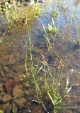 Juncus articulatus