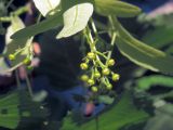 Tilia platyphyllos