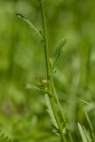 Leucanthemum vulgare