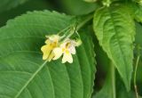 Impatiens parviflora. Цветки и лист. Московская обл., Одинцовский р-н, г. Кубинка, дворовая территория. 25.07.2021.