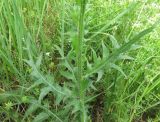 Cirsium canum