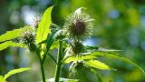 Cirsium kamtschaticum