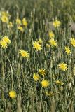 Tragopogon orientalis