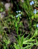 Myosotis palustris. Верхушка побега с соцветием. Красноярский край, Шушенский р-н, берег р. Енисей в окр. устья р. Голубая, у воды. 10.06.2022.