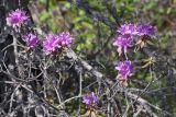 Rhododendron parvifolium