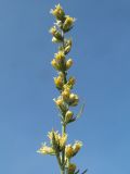 Artemisia serotina