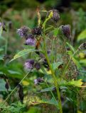 Cirsium kamtschaticum