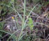 Tragopogon dubius. Часть побега. Пермский край, г. Пермь, Ленинский р-н, станция Блочная, откос насыпи. 18.06.2023.