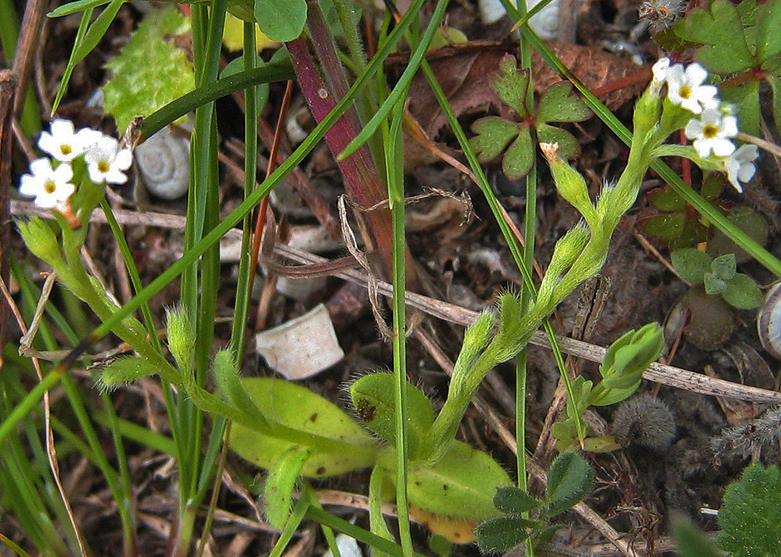 Изображение особи Myosotis litoralis.