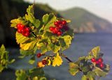 Crataegus maximowiczii. Ветвь с плодами. Южное Приморье, Сихотэ-Алинь, Лазовский заповедник, побережье Японского моря. 01.09.2004.