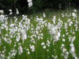 Eriophorum latifolium