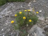 Inula ensifolia