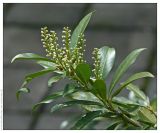 Lauro-cerasus officinalis. Ветвь с распускающимися соцветиями. Чешская Республика, г. Брно. 30.04.2008.