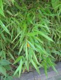 Phyllostachys viridis. Листья. Южный Берег Крыма, Артек, в культуре. 14 июля 2010 г.