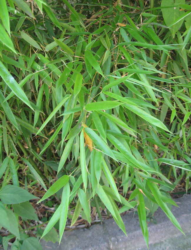 Изображение особи Phyllostachys viridis.