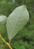 Salix starkeana. Лист (вид с обратной стороны). Архангельская обл., Вельский р-н, вблизи лесной дороги. 09.08.2012.