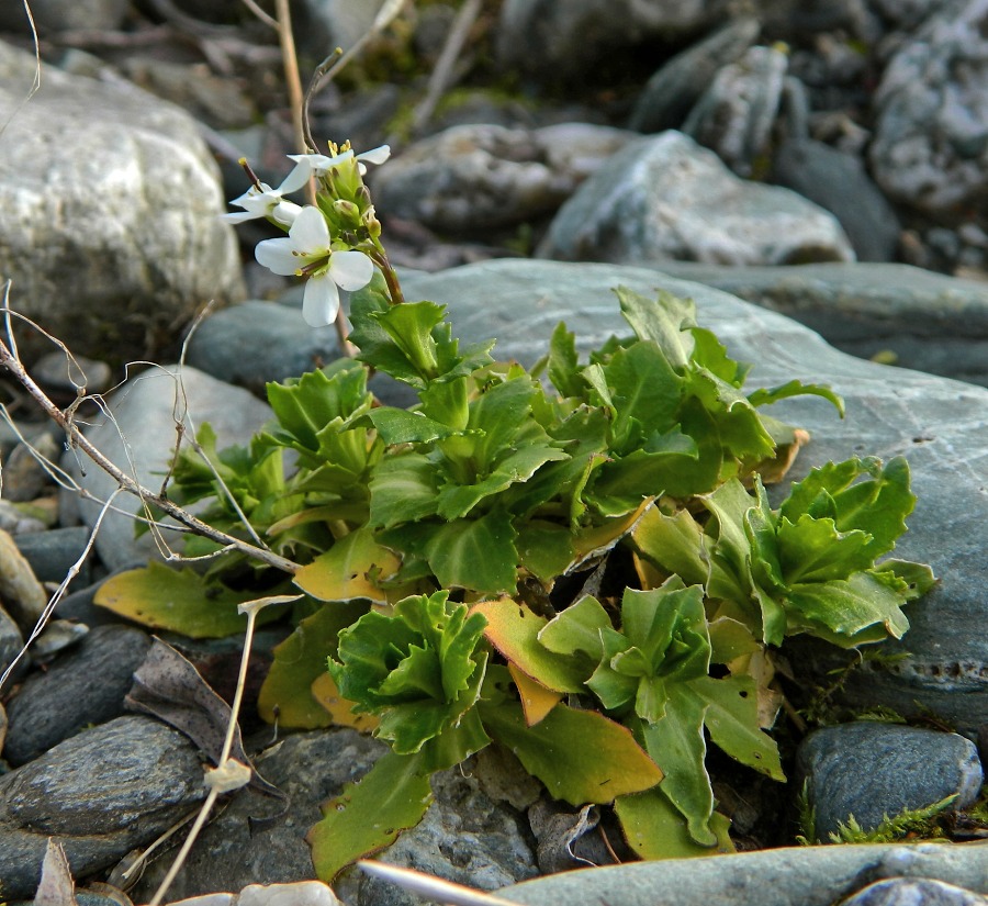 Изображение особи Arabis alpina.