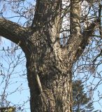 Catalpa bignonioides