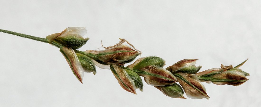Изображение особи Carex lancibracteata.