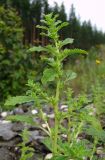 Amaranthus albus