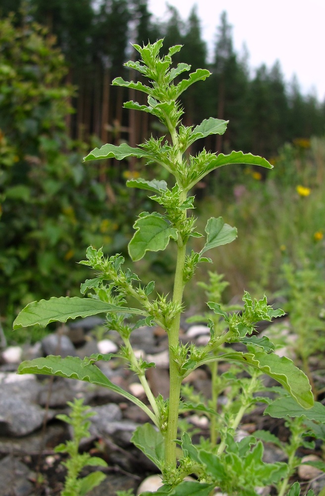 Изображение особи Amaranthus albus.