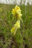 Linaria macroura