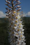 Eremurus tianschanicus