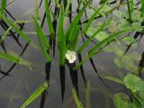 Stratiotes aloides. Цветущее растение с пестичным цветком. Нидерланды, провинция Groningen, Hoogezand, парк Gorechtpark. 4 июля 2009 г.