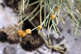 Ephedra equisetina