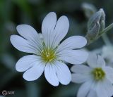 Cerastium argenteum