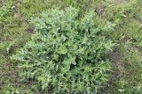 Nepeta parviflora. Вегетирующее растение. Украина, Днепропетровская обл., Криворожский р-н, окр. с. Широкое и с. Вольный Табор, склон балки. 05.05.2015.