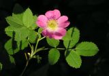 Rosa rubiginosa × R. subcanina