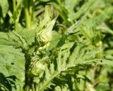 Cirsium oleraceum