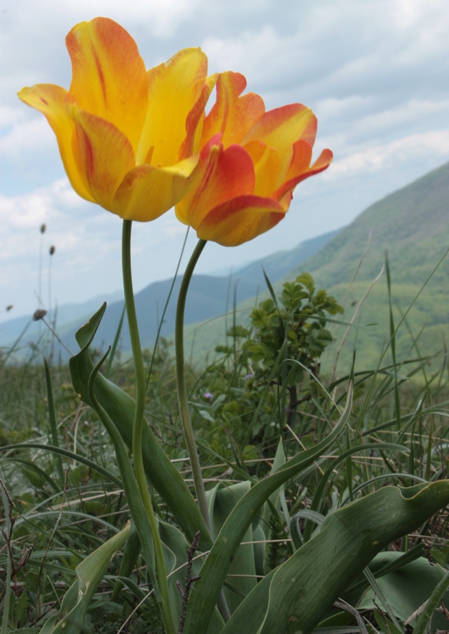 Изображение особи Tulipa suaveolens.