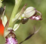 Himantoglossum подвид rumelicum