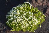 Minuartia arctica