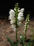 Physostegia virginiana