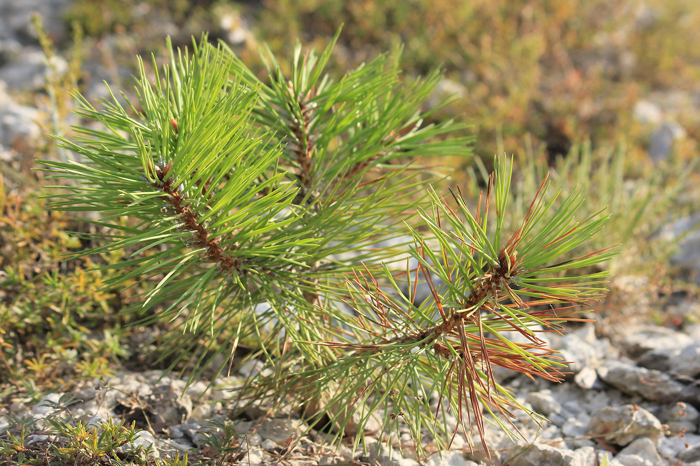 Изображение особи Pinus pallasiana.