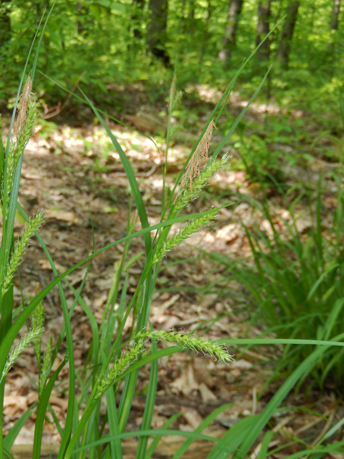 Изображение особи Carex sylvatica.